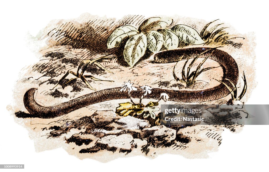 Nemertea is a phylum of invertebrate animals also known as ribbon worms or proboscis worms