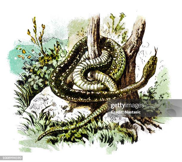 aesculapian snake (zamenis longissimus) - zamenis longissimus stock illustrations
