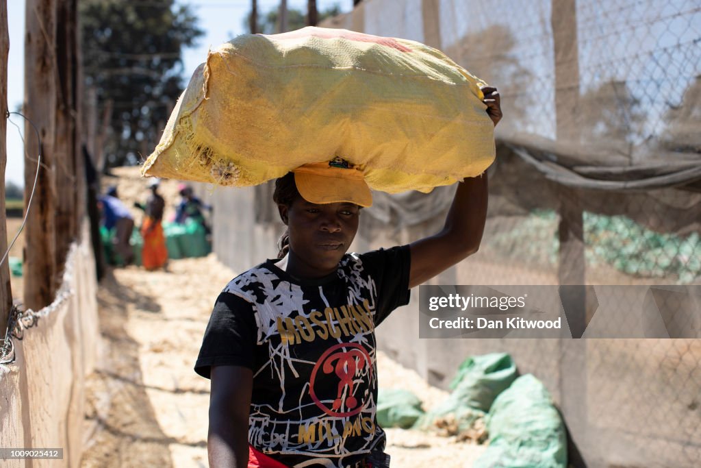 Farming In Zimbabwe