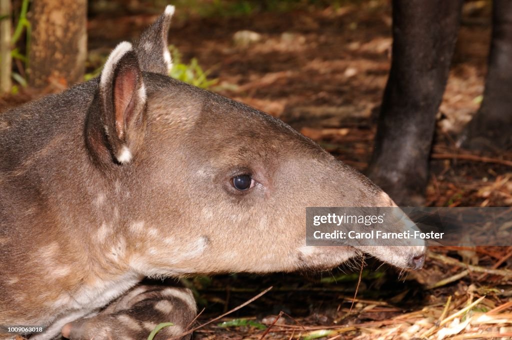 Head of young baby Central American Tapir