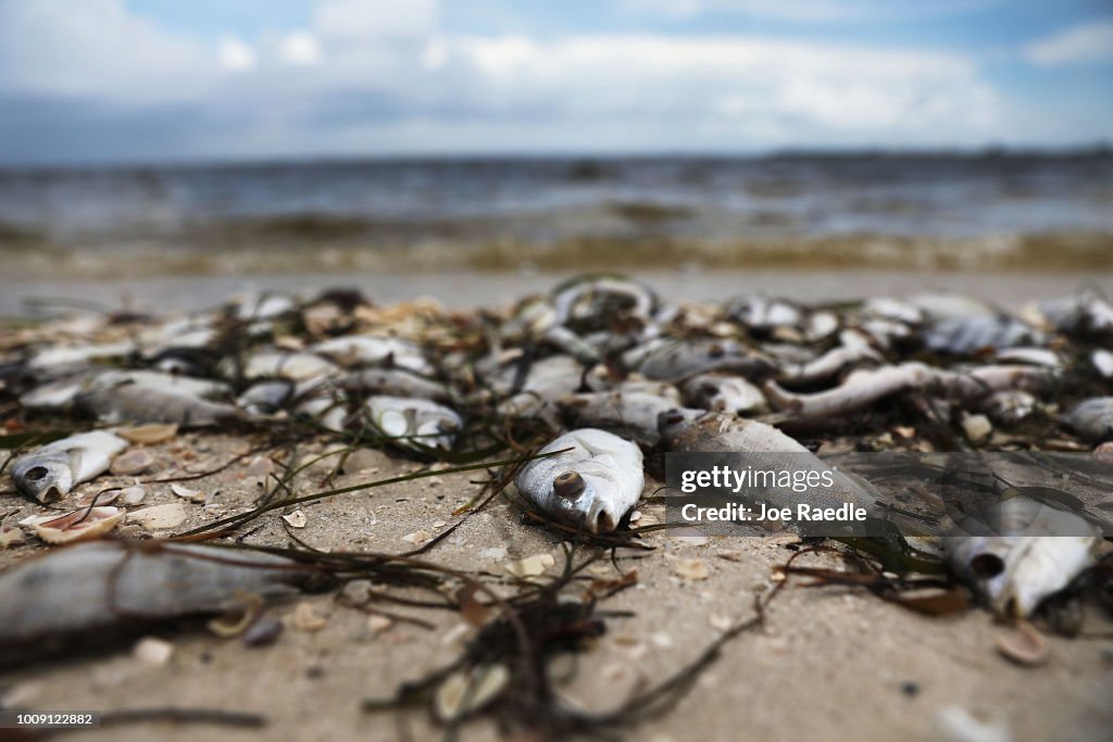 Toxic Red Tide On Florida's Southwest Coast Killing Hundreds Of Turtles And Fish