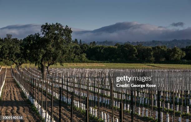 Newly planted chardonnay vineyard is viewed on July 15 near Sebastopol, California. Following a relatively dry winter, a series of early spring...