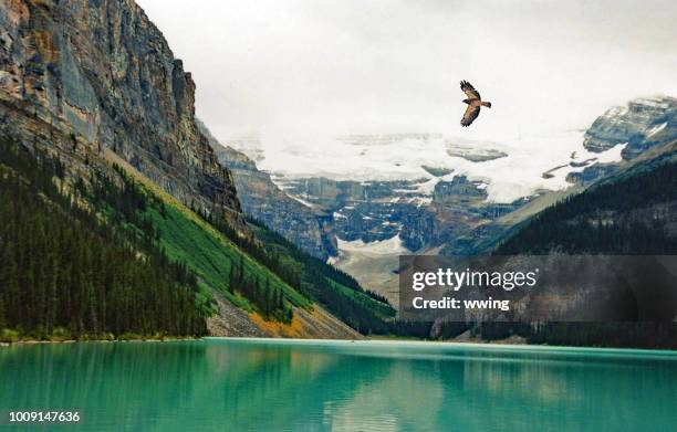 lake luis zomer met hawk vliegt over lake - louisemeer stockfoto's en -beelden