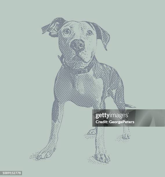 pit bull terrier dog in animal shelter hoping to be adopted - american pit bull terrier stock illustrations
