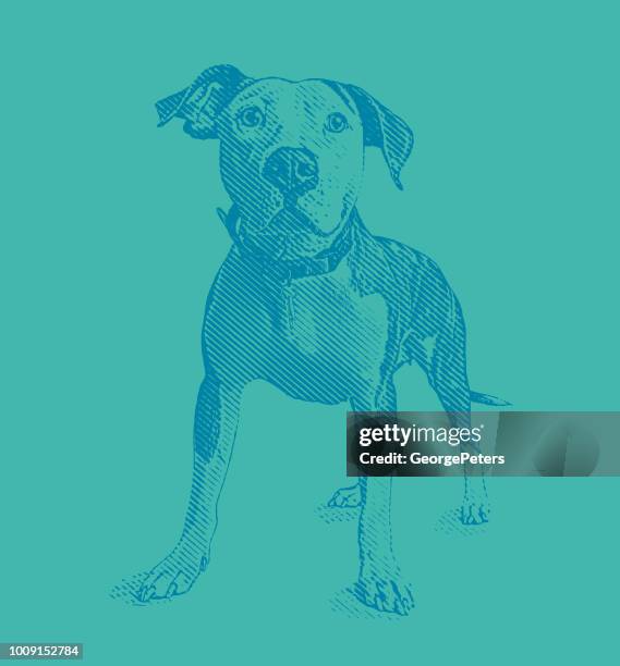 pit bull terrier dog in animal shelter hoping to be adopted - strong pitbull stock illustrations