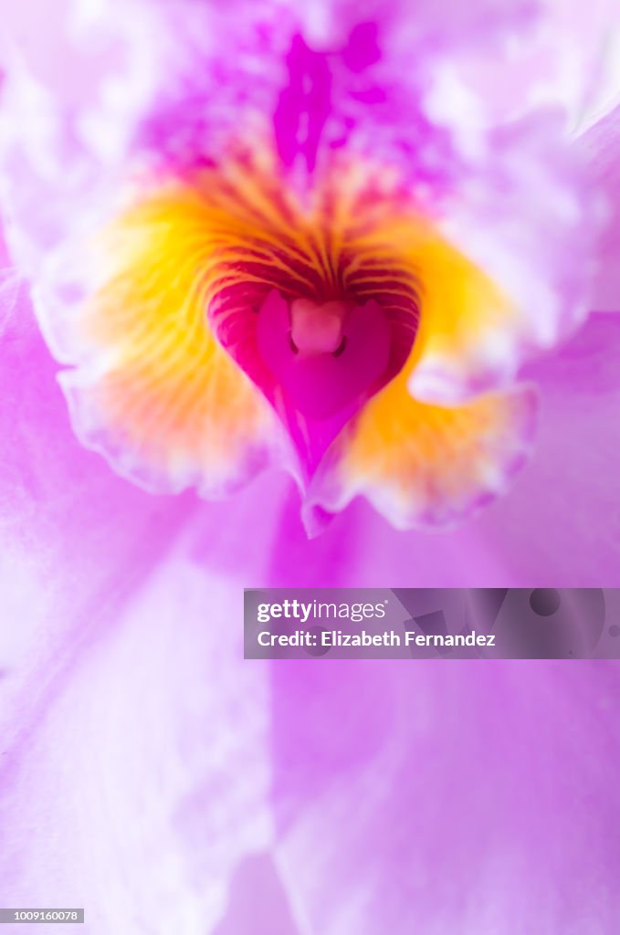 Orchid, extreme close-up.