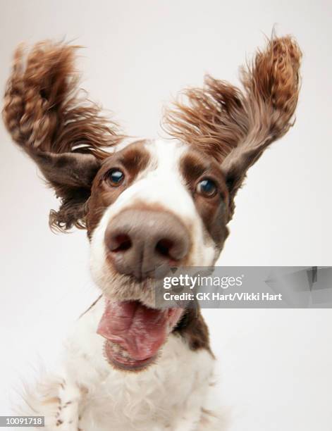 springer - happy dog on white fotografías e imágenes de stock