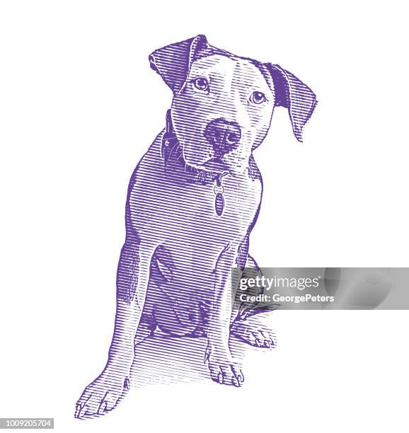 pit bull terrier dog in animal shelter hoping to be adopted - strong pitbull stock illustrations