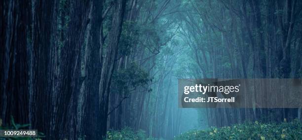 dark forest path - scary forest stock pictures, royalty-free photos & images