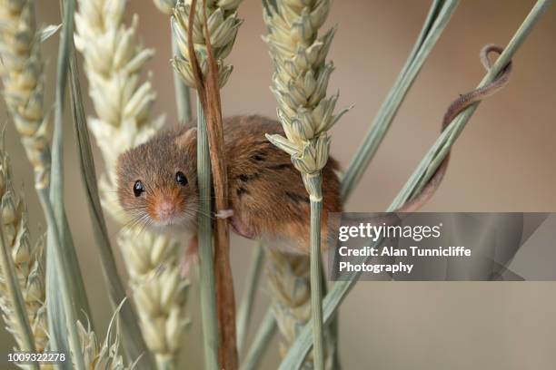 harvest mouse on ears of corn - field mouse fotografías e imágenes de stock