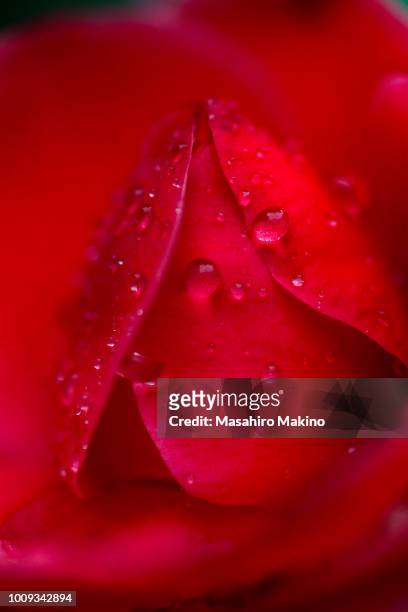 close-up shot of red camellia flower - camellia japonica stock pictures, royalty-free photos & images