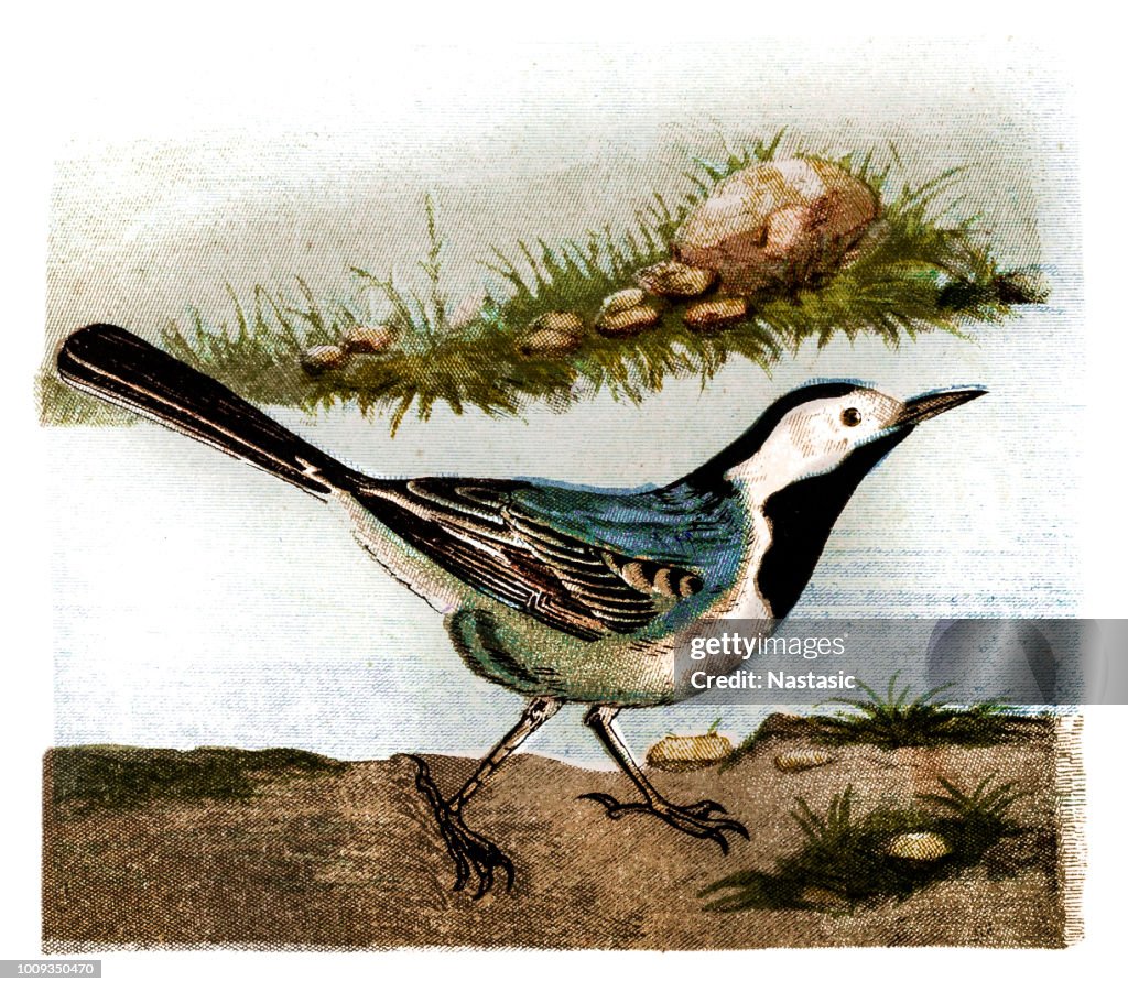The white wagtail (Motacilla alba)