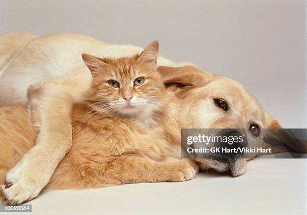 cat and dog together - cuddling animals fotografías e imágenes de stock