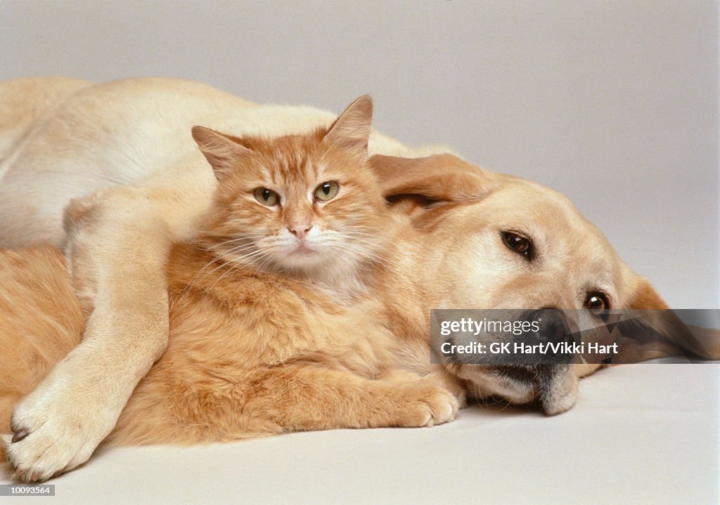 CAT AND DOG TOGETHER