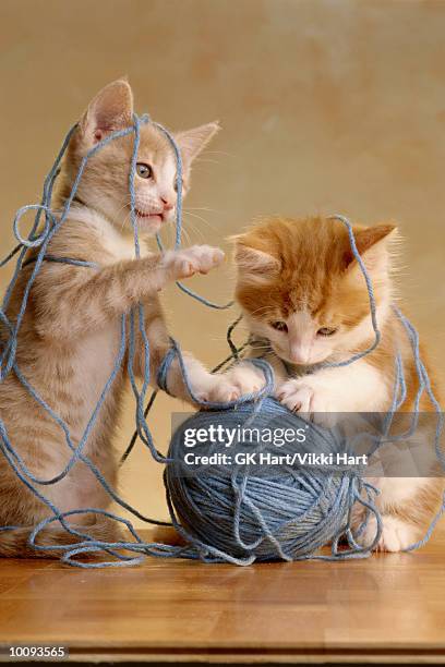 2 kittys with yarn - embaraçado - fotografias e filmes do acervo