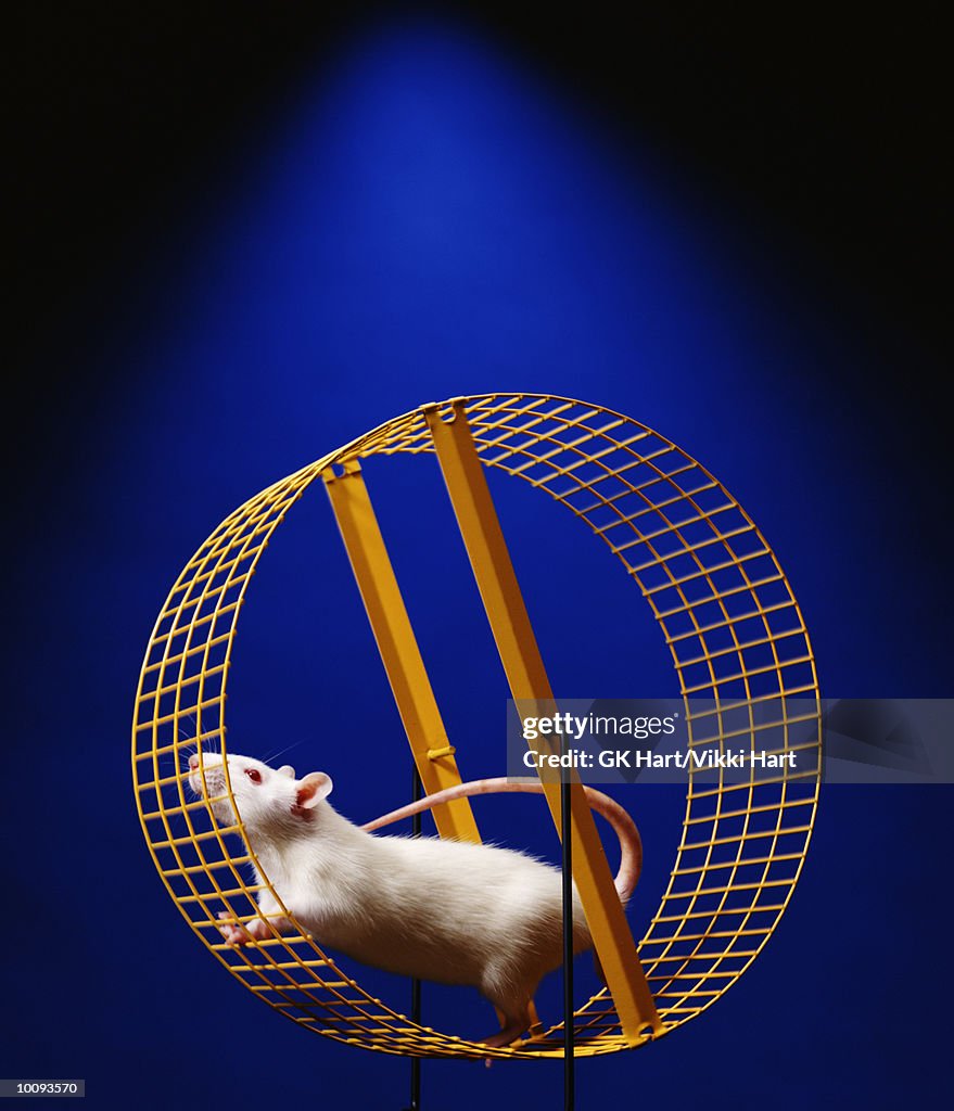 Rat In Wheel High-Res Stock Photo - Getty Images