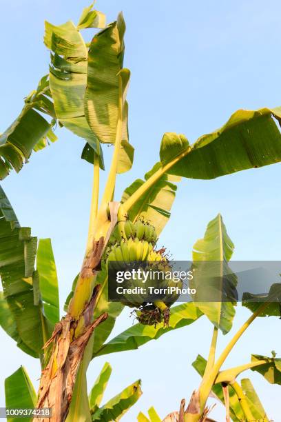 banana plantation - banana plantation stock pictures, royalty-free photos & images