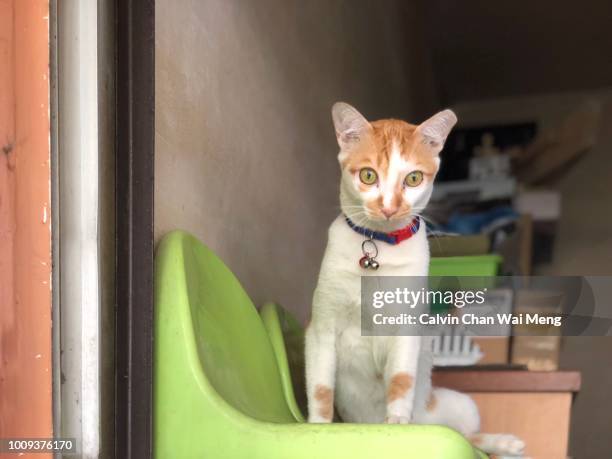 grumpy cat looking into camera - grumpy kitten stock pictures, royalty-free photos & images