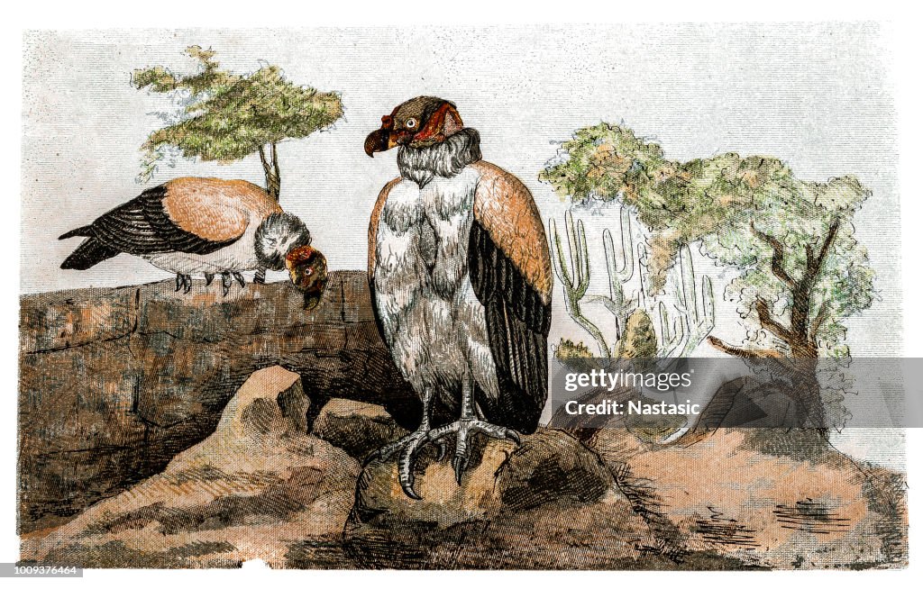 King vulture