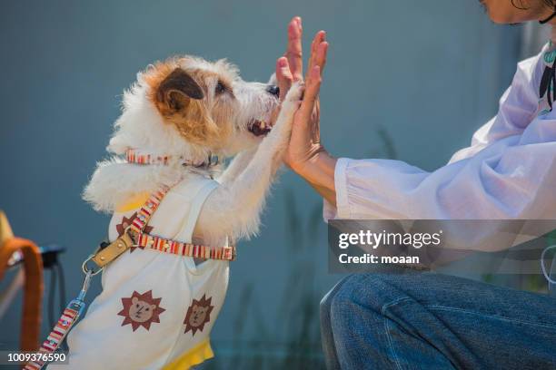 high five - animal tricks foto e immagini stock