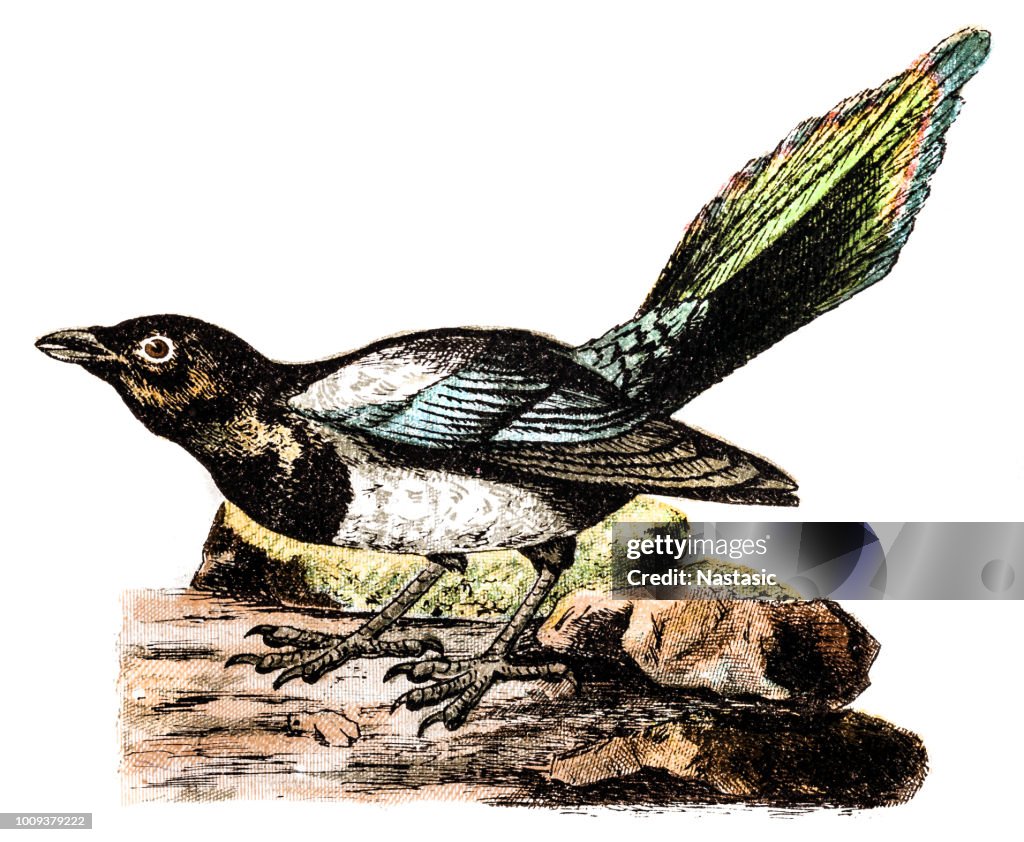 The Eurasian magpie or common magpie (Pica pica)