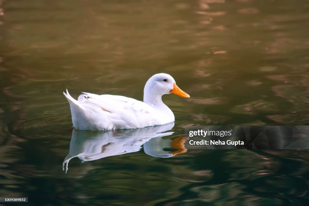 White Mallard Duck High-Res Stock Photo - Getty Images