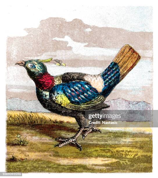 the himalayan monal (lophophorus impejanus), also known as the impeyan monal, impeyan pheasant - himalayan stock illustrations
