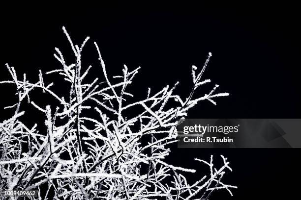 winter tree with snow isolated on black background - nature tree black white stock pictures, royalty-free photos & images