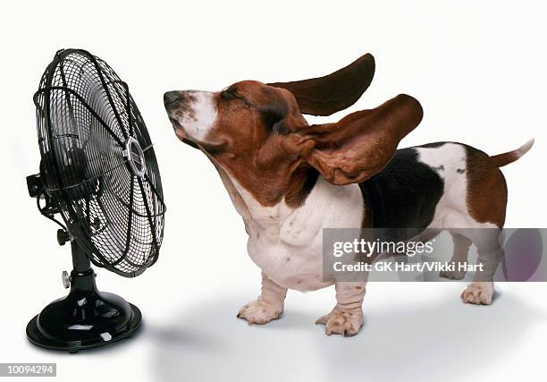 happy dog staying cool being blown away by fan - ventilateur électrique photos et images de collection