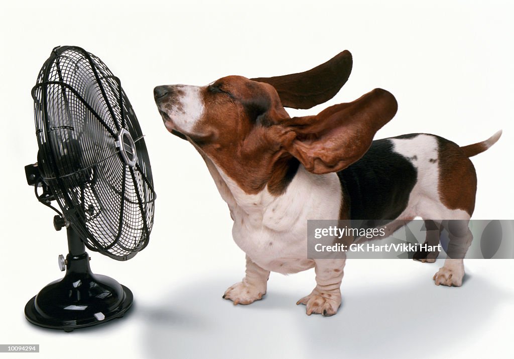 HAPPY DOG STAYING COOL BEING BLOWN AWAY BY FAN