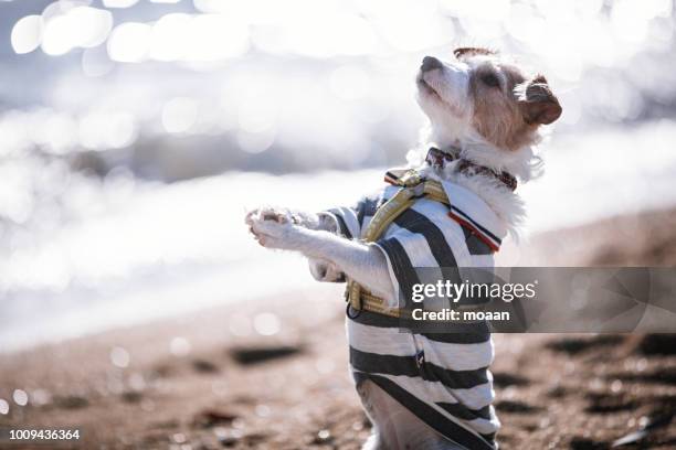 Animal Clapping 1,700 Animal Clapping Stock Photos, High-Res Pictures, and Images ...