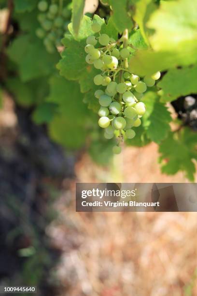 village of chamaret, drome, provence, france. july 2018. vine, grape growing. - rhone stock pictures, royalty-free photos & images