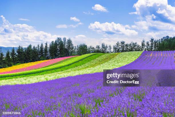 lavender and colourful flower field in summer at tomita farm, furano, hokkaido, japan - hokkaido stock pictures, royalty-free photos & images