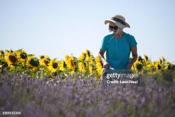 Woman walks between a crop of sunflowers and flowering plants as the lavender season draws to a close at Hitchin Lavender farm on August 2, 2018 in...