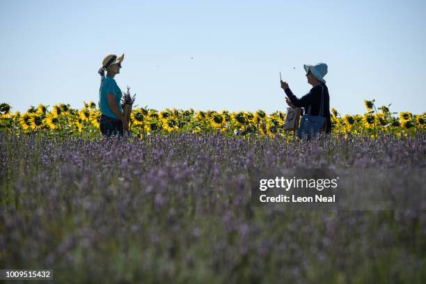 Woman poses for a photograph between a crop of sunflowers and flowering plants as the lavender season draws to a close at Hitchin Lavender farm on...
