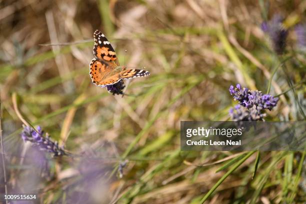Painted Lady butterfly, or "Vanessa cadui", rests on the flowering plants as the lavender season draws to a close at Hitchin Lavender farm on August...