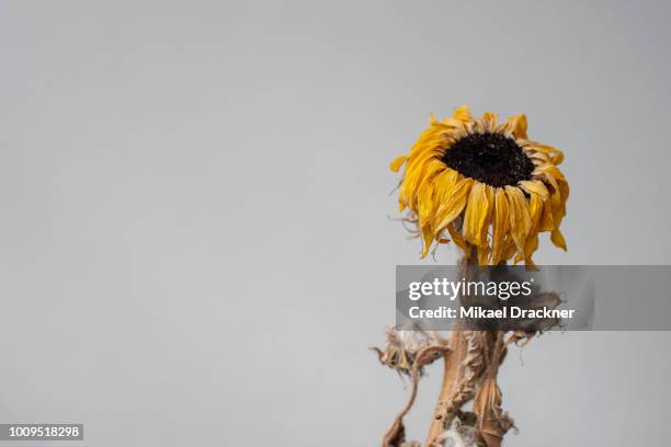 withered sunflower - verwelkt stock-fotos und bilder