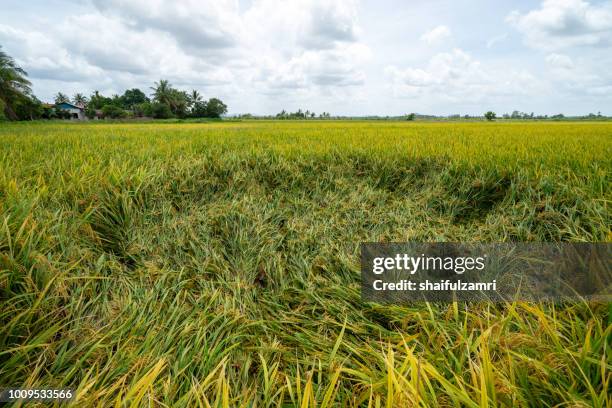view of paddy fields before harvest season start in sungai besar, a well known place as one of the major rice supplier in malaysia. - graancirkel stockfoto's en -beelden