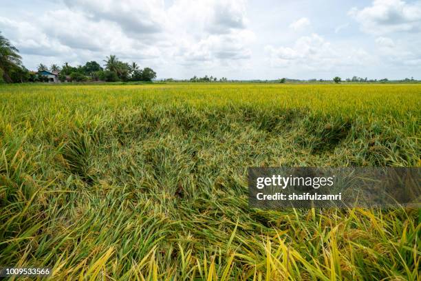 view of paddy fields before harvest season start in sungai besar, a well known place as one of the major rice supplier in malaysia. - círculo nas plantações - fotografias e filmes do acervo