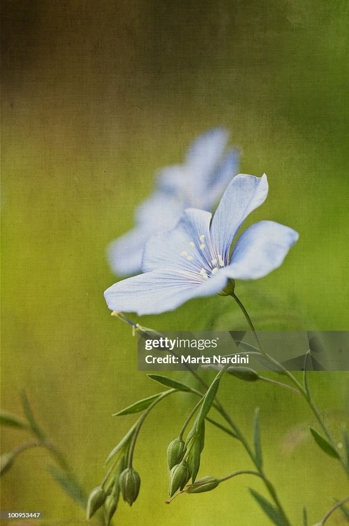 Flax flowers