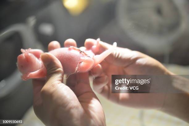 Staff member holds a giant panda cub born by panda Caocao at Hetaoping Wolong Panda Center of China Research and Conservation Center for the Giant...