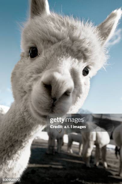 cute baby alpaca - alpaca stockfoto's en -beelden