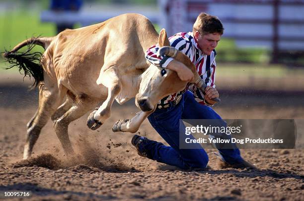 Bulldogging Rodeo Rodeo Steer Wrestling Photos and Premium High Res Pictures - Getty Images