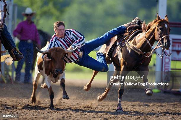 steer wrestling at rodeo - rodeo bull stock pictures, royalty-free photos & images