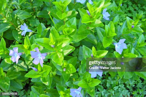 intermediate periwinkle (vinca difformis) - periwinkle flower stock pictures, royalty-free photos & images