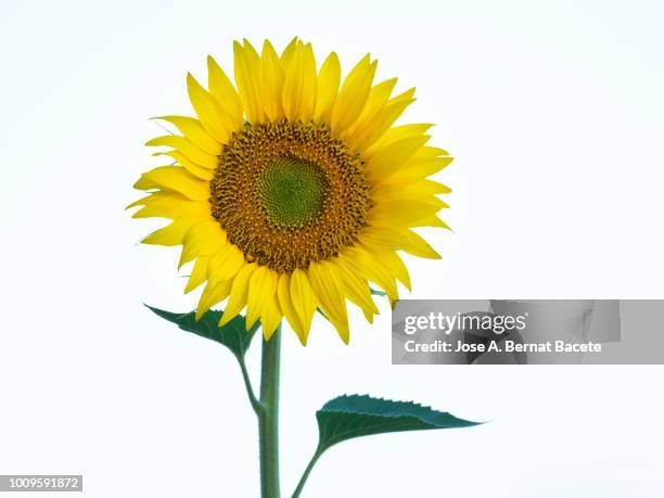 one sunflower blossoms brightly lit by the sun in the field, spain - girasol común fotografías e imágenes de stock