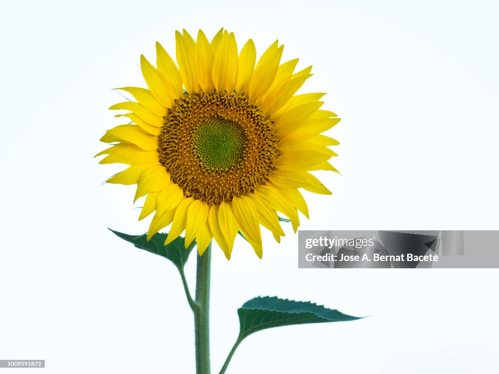 One sunflower blossoms brightly lit by the sun in the field, Spain