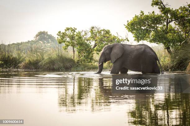 afrikaanse olifant staande in het water - safari stockfoto's en -beelden