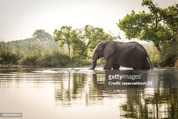 african elephant standing in water - nature reserve stock pictures, royalty-free photos & images