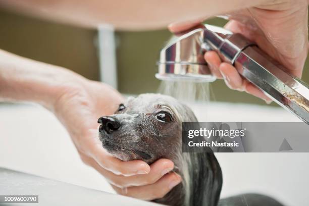 1 125点の犬 シャンプーのストックフォト Getty Images 1 125点の犬 シャンプーのストックフォト Getty Images